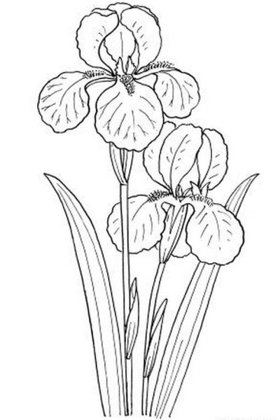 Ирис Сибирский Касатик рисунок