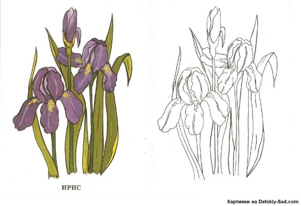 Ирис Сибирский чб