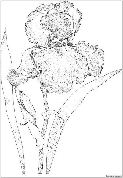 Ирисы раскраска