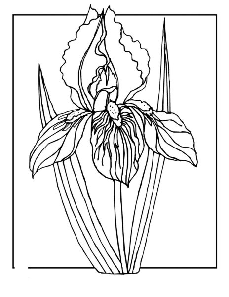 Ирисы раскраска