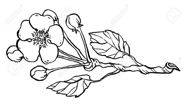 Цветы вишни раскраска для детей