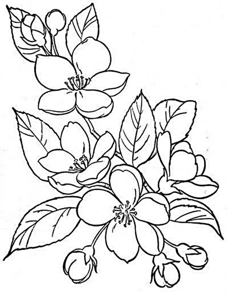 Контуры цветов для рисования