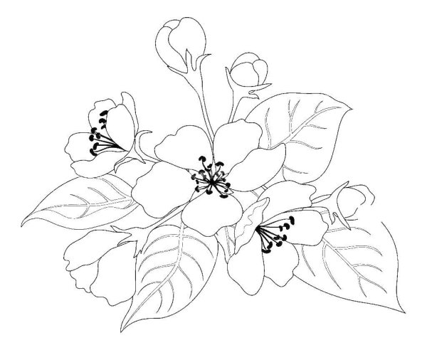 Яблоневый цвет раскрасить