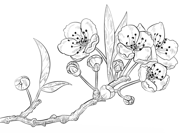 Весенние цветы карандашом