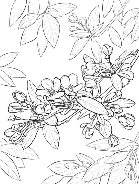 Раскраски Цветущая Весна