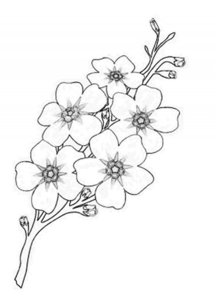 Цветущая ветка яблони раскраска