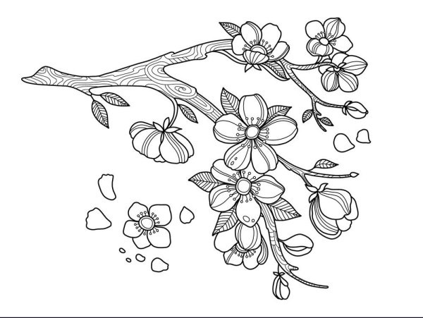 Ветка яблони раскраска для детей