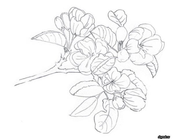 Ветка цветущей яблони карандашом