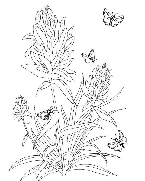 Раскраска полевые и луговые цветы