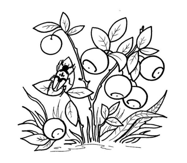 Раскраски растения леса