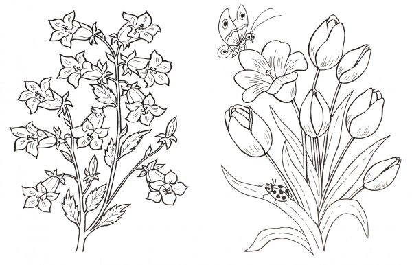 Луговые цветы раскраска