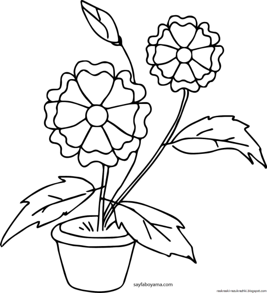Раскраска комнатные растения для детей