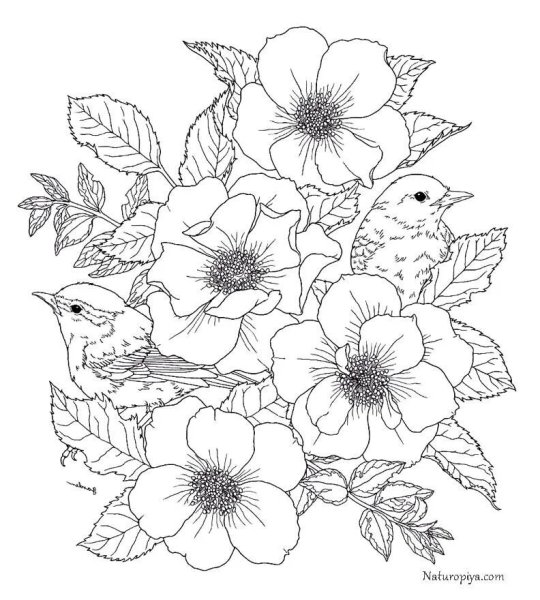 Раскраски для взрослых цветы