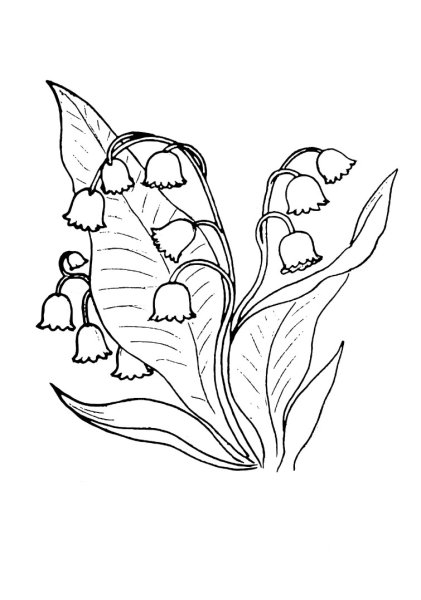 Ландыш Майский разукрашка