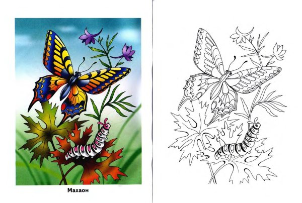 Раскраска бабочек по образцу