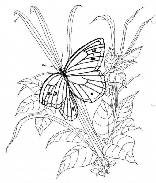 Рисунки цветов и бабочек
