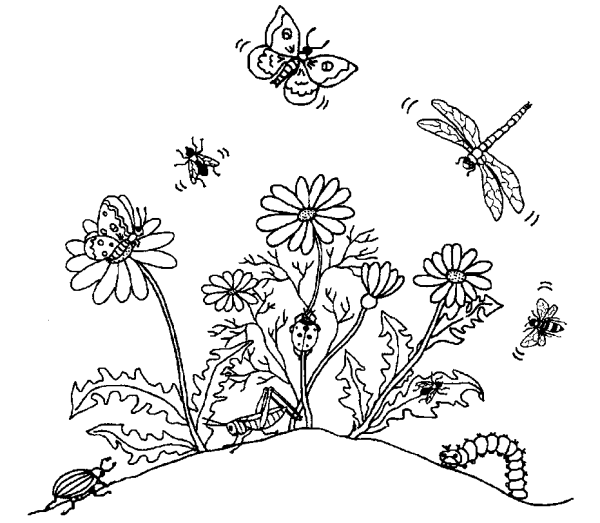 Насекомые задания