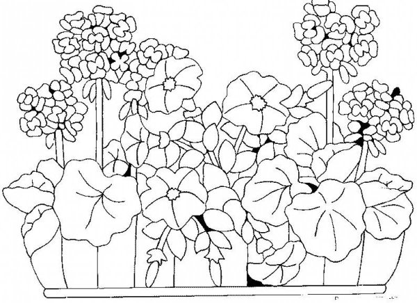 Раскраски комнатные растения герань