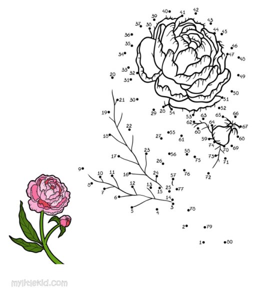 Рисование по цифрам цветы