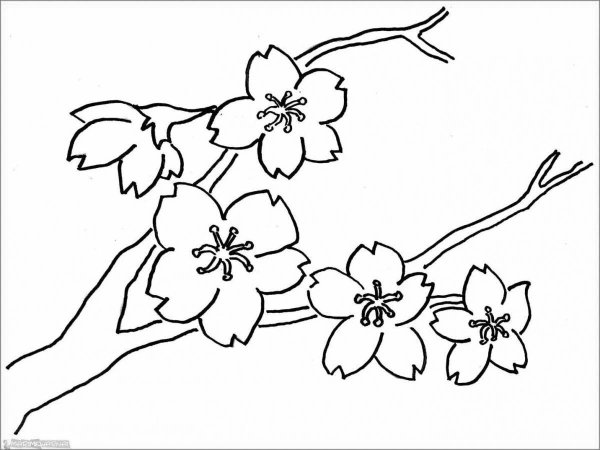 Ветка Сакуры рисунок