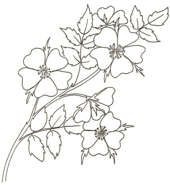 Веточка с цветами раскраска