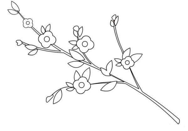 Раскраска Цветущая ветка для малышей