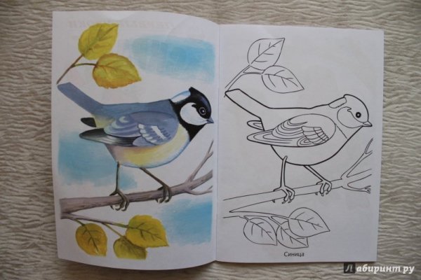 Синичка раскраска для детей