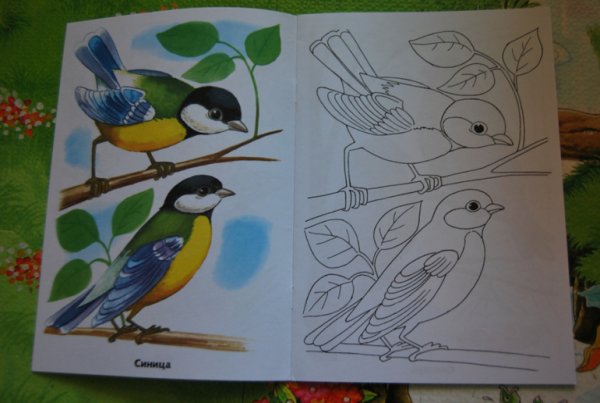 Раскраска птицы синица