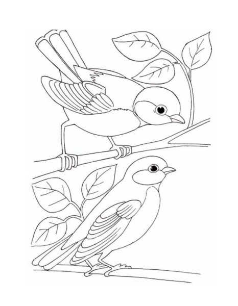 Синичка раскраска для детей