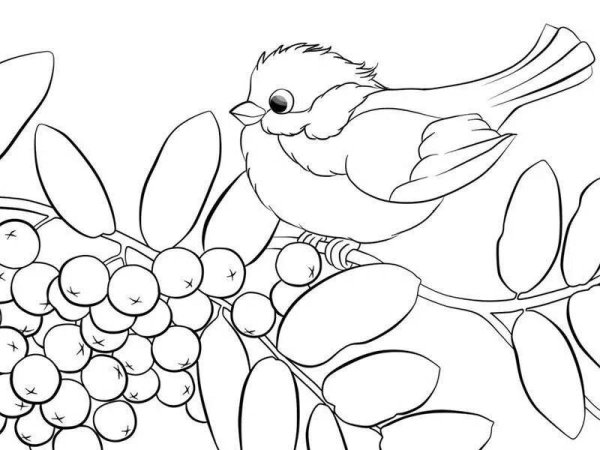 Птица на ветке рябины раскраска