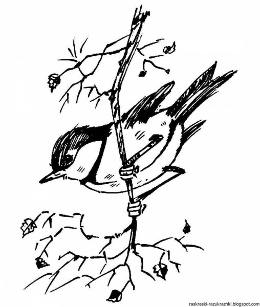 Синичка раскраска