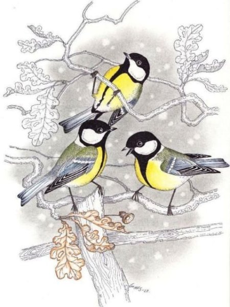 Синица на ветке раскраска