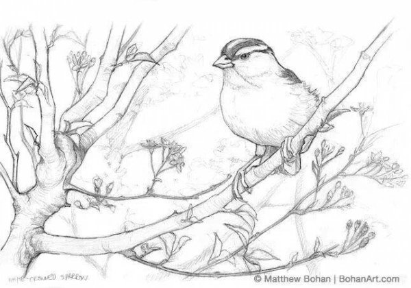 Синичкин календарь Бианки раскраска