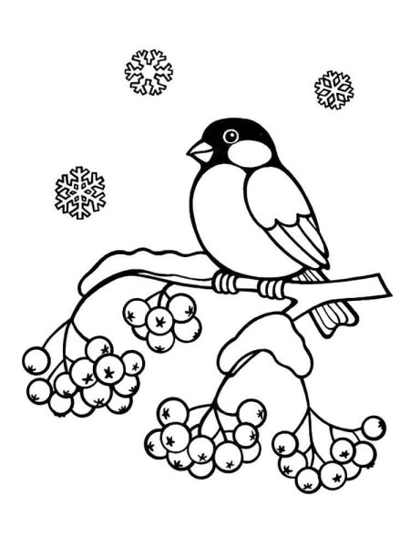 Снегирь раскраска для малышей