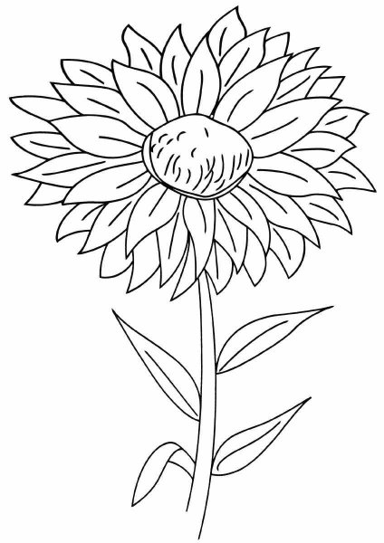 Раскраска Астра цветок