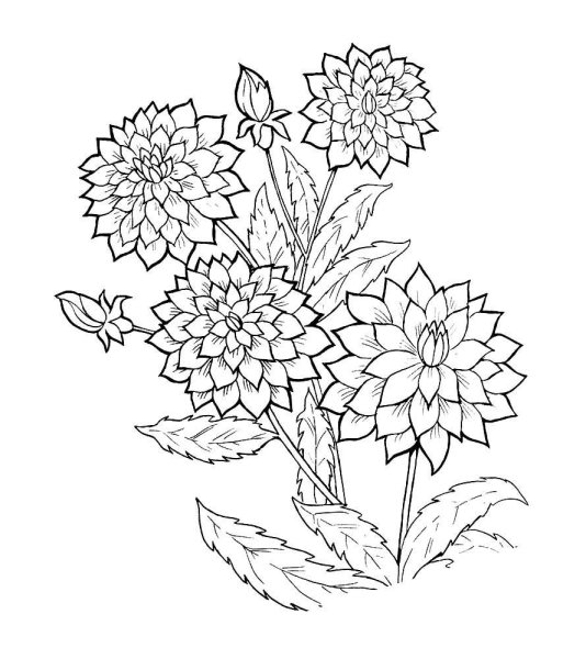 Георгины раскраска