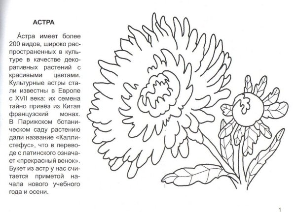 Раскраска Астра цветок для детей