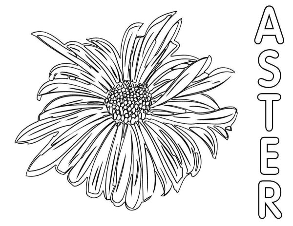Астра картинка для детей раскраска