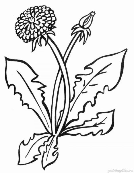 Одуванчик раскраска для детей