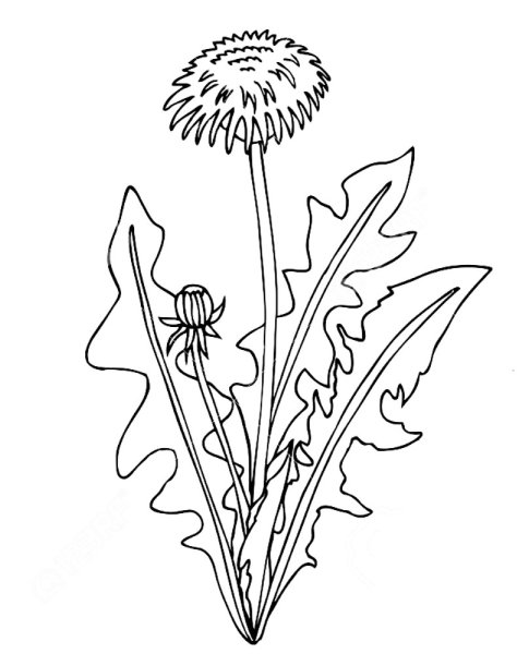 Одуванчик раскраска
