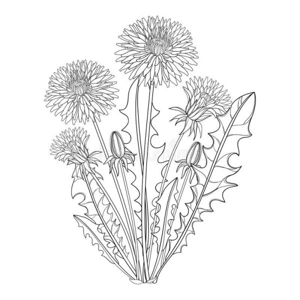 Раскраска одуванчик цветок