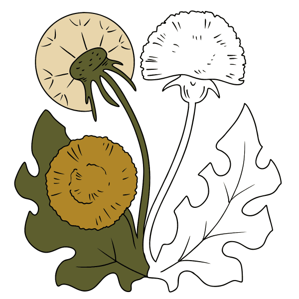 Одуванчик раскраска