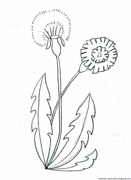 Одуванчик рисунок