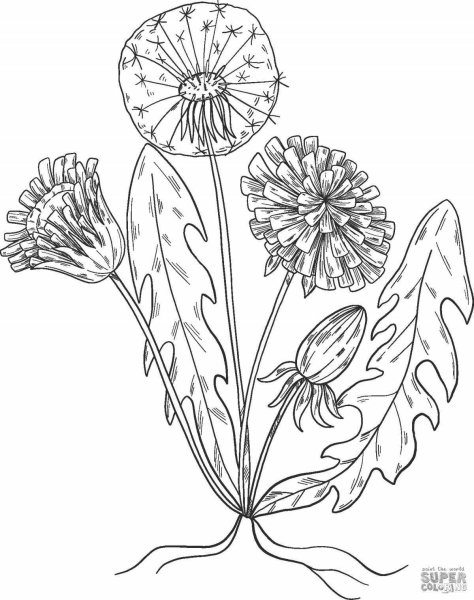 Одуванчик раскраска для детей