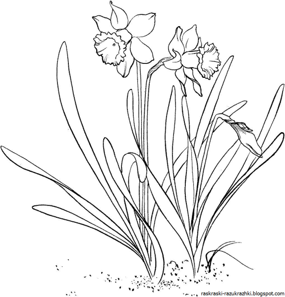 Разукрашка цветка Нарцисс