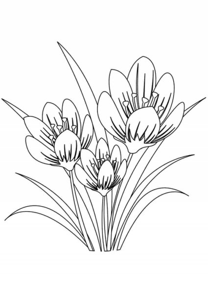 Безвременник цветок раскраска
