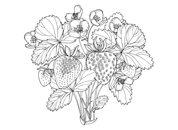 Земляника контур для рисования