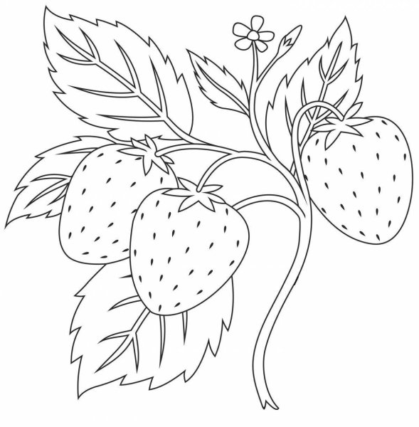 Земляника раскраска для детей