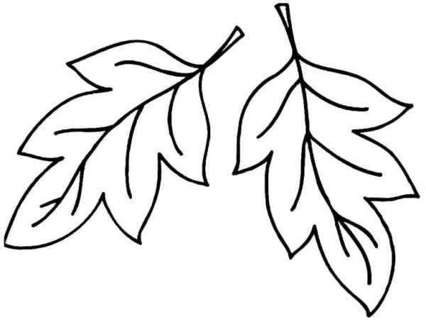 Листья шаблоны для вырезания