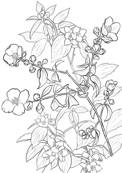 Чубушник раскраска